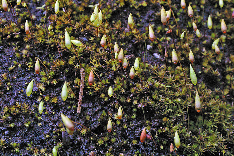 https://www.nzplants.auckland.ac.nz/en/about/mosses/native-species/bryaceae/bryum-clavatum.html